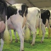 Vacche da latte