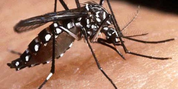 Zanzara Aedes aegypti