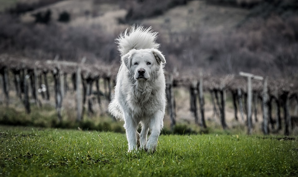 Visualizza la notizia: Baibau, progetu a pitzus a s’adotzioni de is canis de su Comunu de Crabas