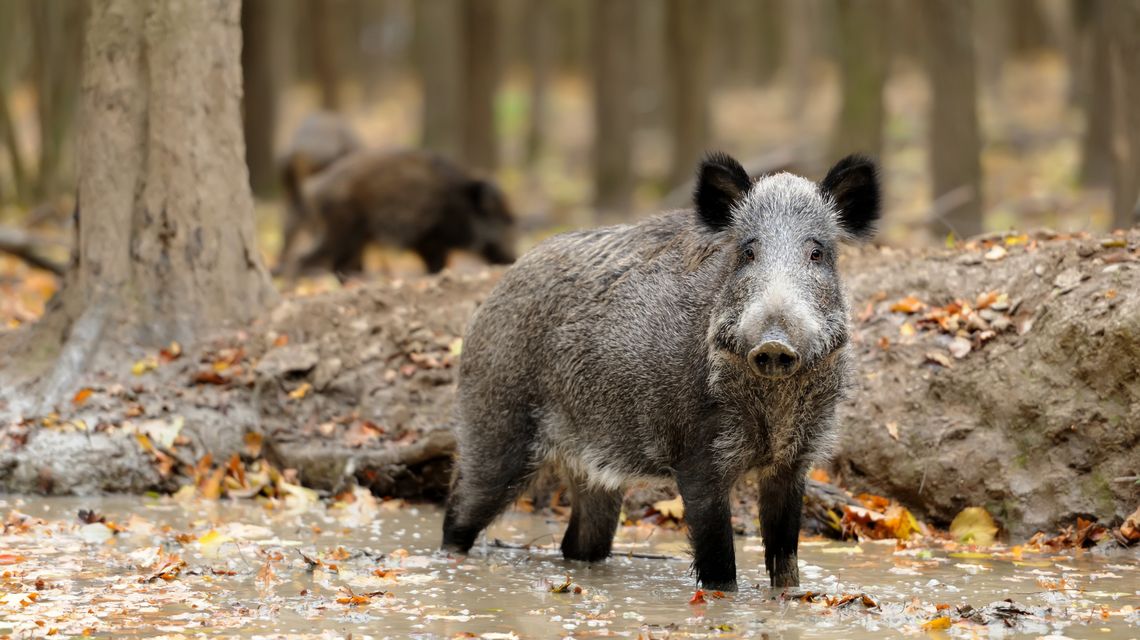 cinghiale
