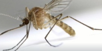 Visualizza la notizia: Lotta contro le zanzare, proseguono i trattamenti antilarvali